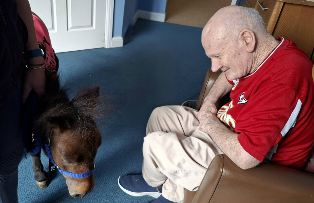 man in red top looking at a brown pony