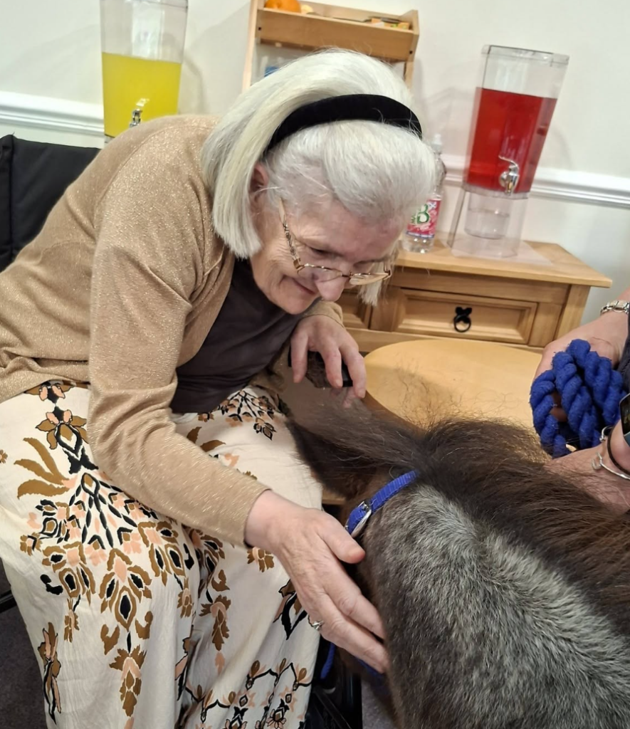 lady with a black headband petting a brown pony