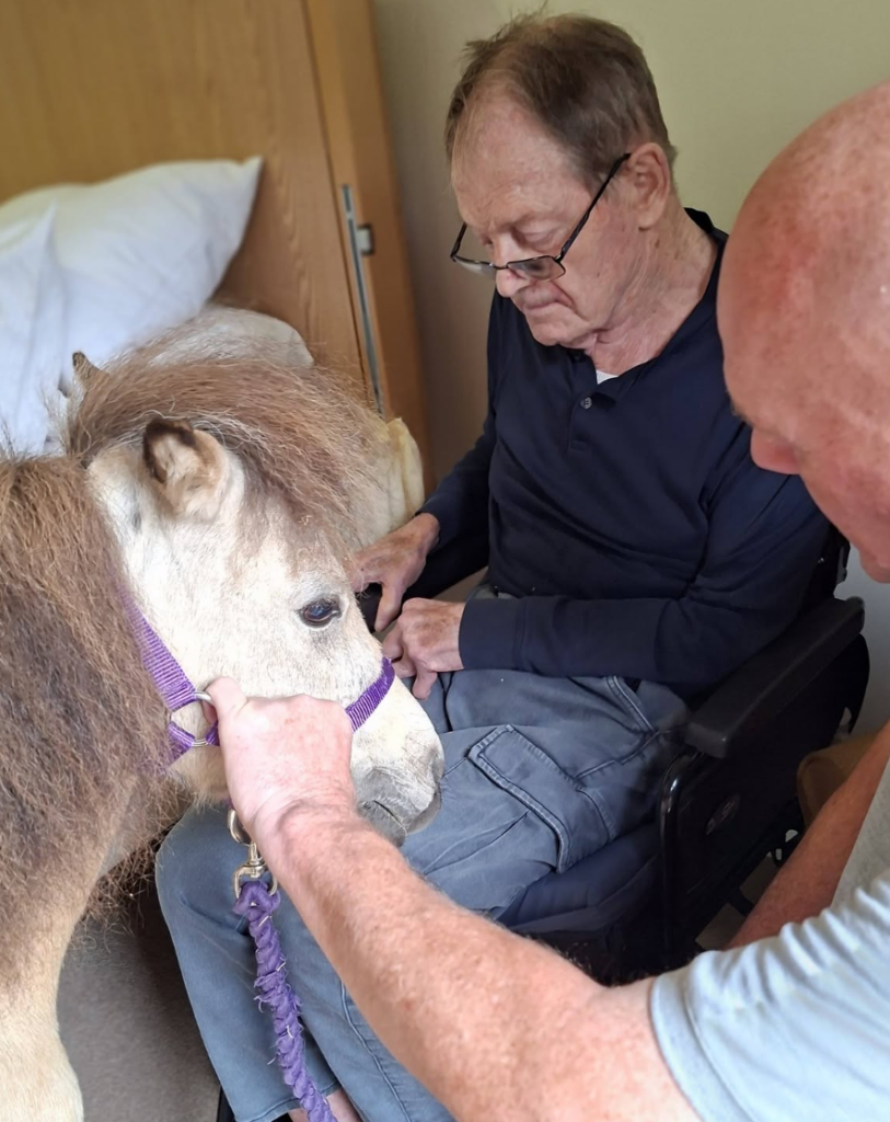 two male residents petting a white pony