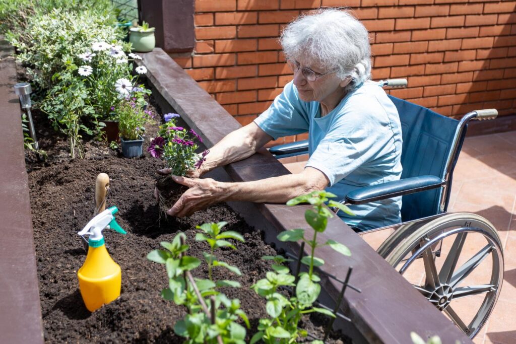 elderly woman in a wheelchair gardening in raised planters